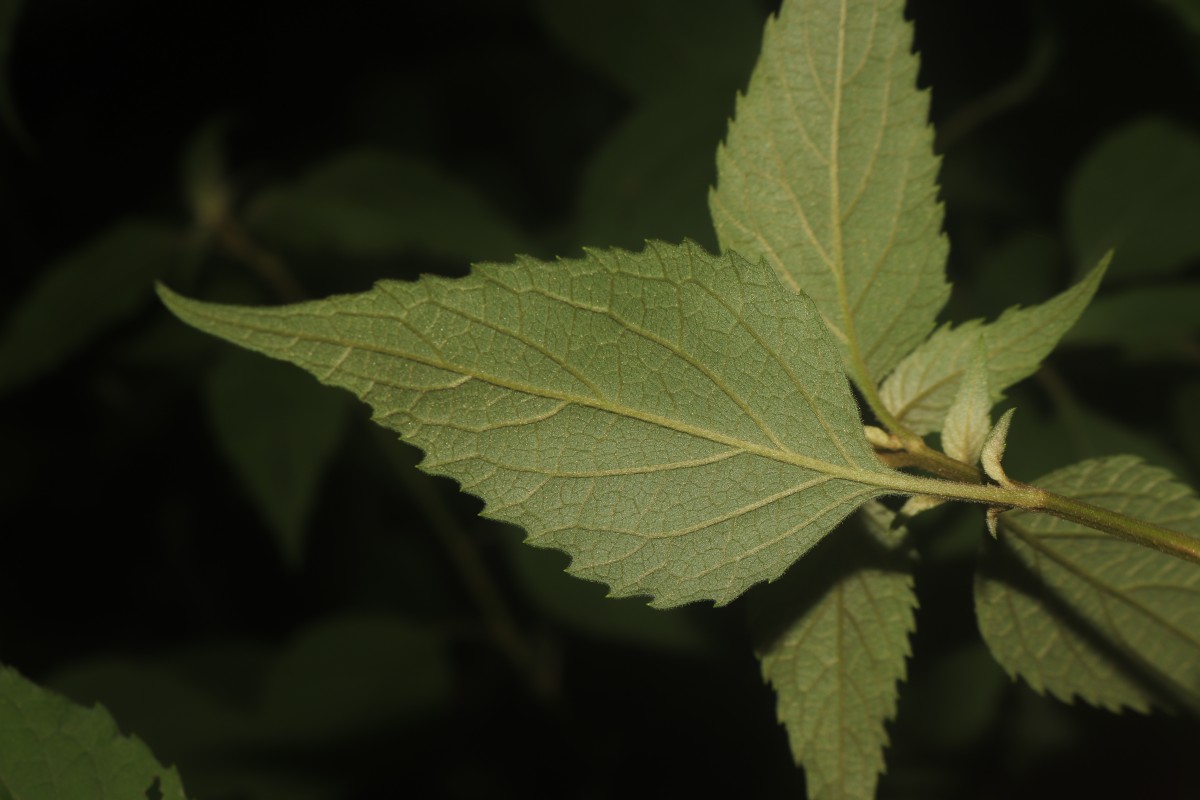 Cyanthillium hookerianum (Arn.) H.Rob.